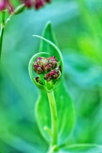 Close-up of flower plant