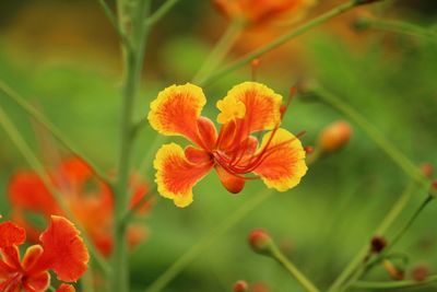 Close-up of orange flowering plant