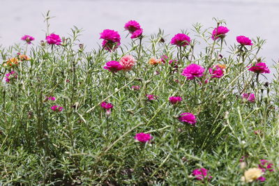 Close-up of pink cosmos flowers blooming on field