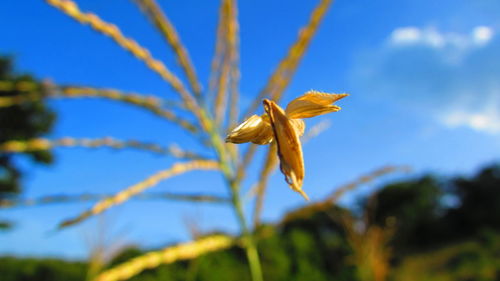 Close-up of plant against blue sky