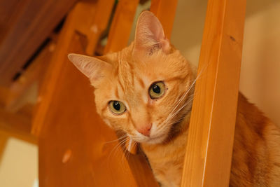 Ginger domestic cat on a wooden staircase.