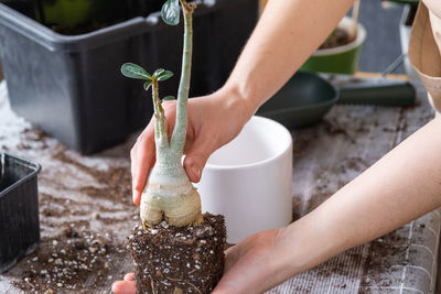 Cropped hands planting sapling