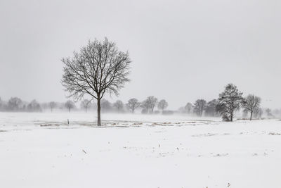 Winter landscape with a tree in the field