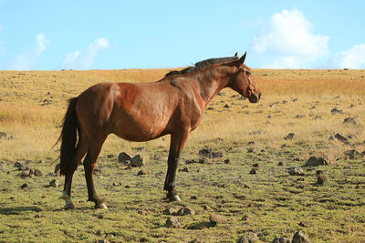 Horse standing in a field