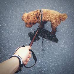 Cropped image of hand holding poodle with pet leash on wet road