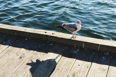 High angle view of bird perching on water