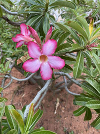 Close-up of pink flowering plant