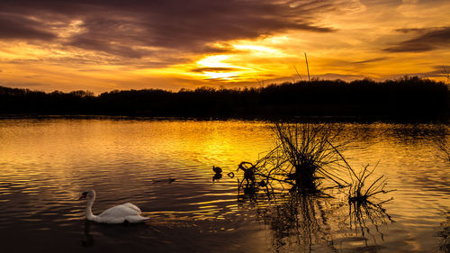Swans swimming in lake against sunset sky