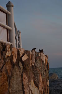 Bird perching on rock by sea against sky