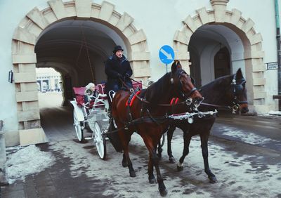 Horse riding horses