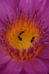 Close-up of bee on flower