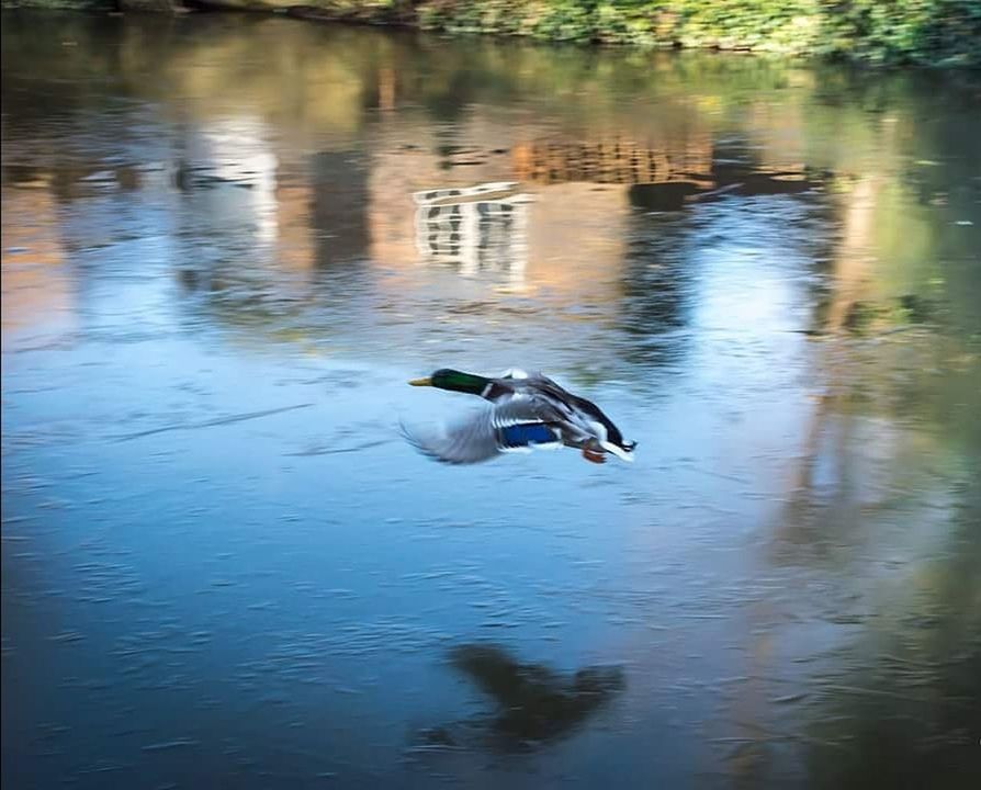 DUCK SWIMMING ON LAKE