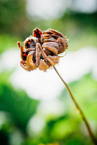 Close-up of dried plant