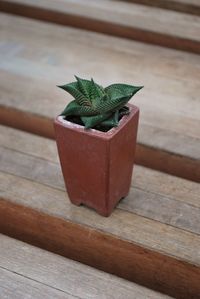 Close-up of green lizard on table