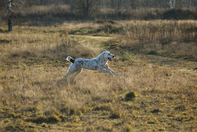 Dog running in a field