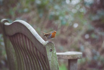 Close-up of bird perching on wall