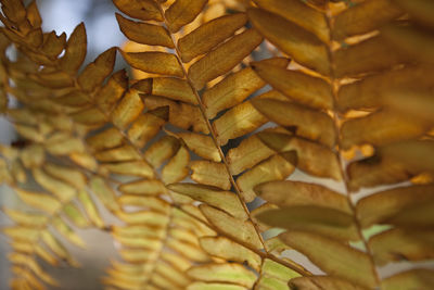 Full frame shot of leaves