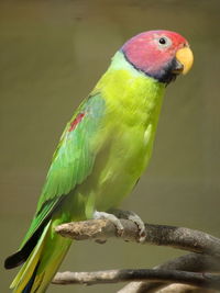 Close-up of  peach-faced lovebird perching