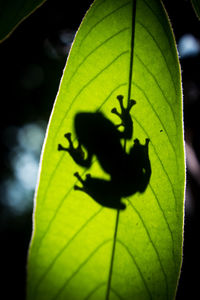 Close-up of insect on leaf