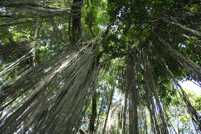 Low angle view of bamboo trees in forest