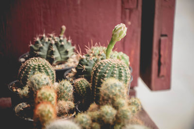 Close-up of succulent plant