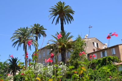 Low angle view of palm trees