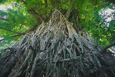 Low angle view of trees in forest
