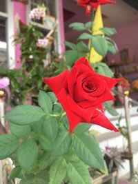 Close-up of red rose growing on plant