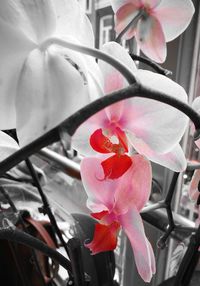 Low angle view of heart shape flower