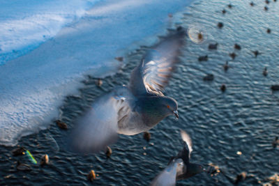 Close-up of seagull flying over sea