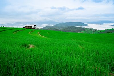 Scenic view of agricultural field against sky