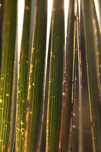 Full frame shot of illuminated lights