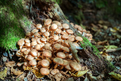 Close-up of mushrooms growing on field