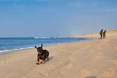 Dog on beach