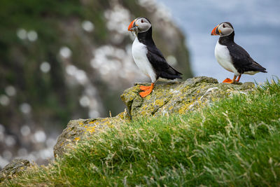 Birds perching on rock