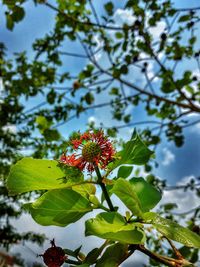 Low angle view of red flowers blooming on tree