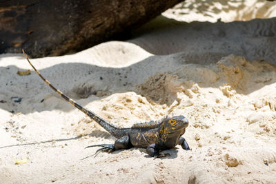 Close-up of turtle