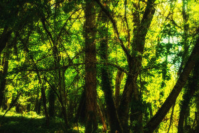 Trees in forest