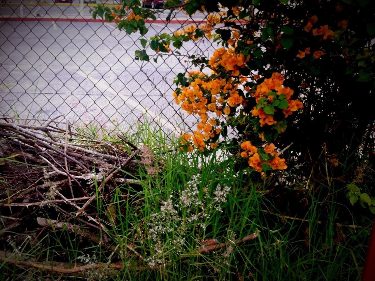 growth, plant, grass, field, flower, nature, chainlink fence, fence, leaf, fragility, beauty in nature, orange color, yellow, no people, outdoors, day, freshness, focus on foreground, high angle view, autumn