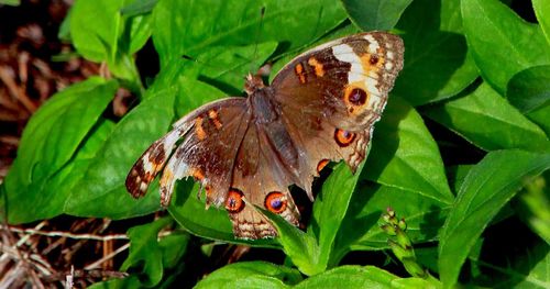 Close-up of butterfly on leaf