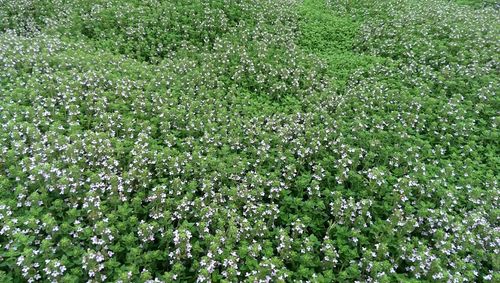 Full frame shot of plants growing on field