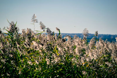 Plants growing against clear sky