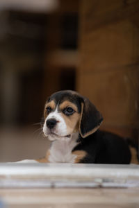 Buddy the beagle 45 days old