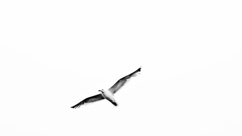 Bird flying against clear sky