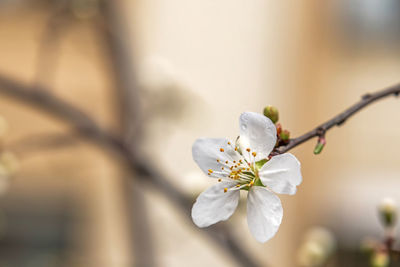 Close up spring flowers on tree branches