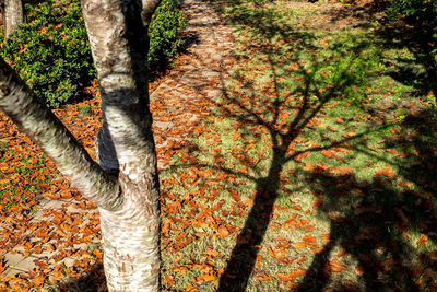 Close-up of tree during autumn