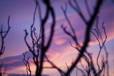Close-up of silhouette branches against sky at sunset