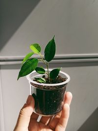 Close-up of hand holding potted plant