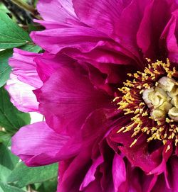 Close-up of pink flowers