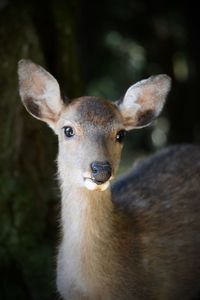 Close-up portrait of deer